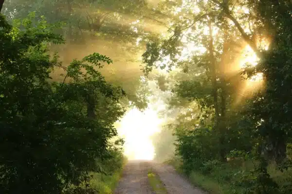 Licht op je pad